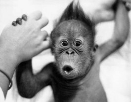 Super funny monkeys that interfere Phrase... Super funny monkeys good