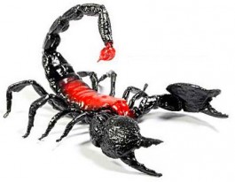 Skorpion Frosch